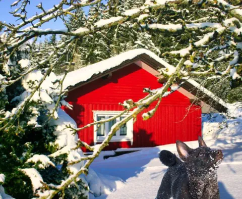 Haus Biberbüsch im Schnee- Brangs Hundeparadies Eifel im Winter