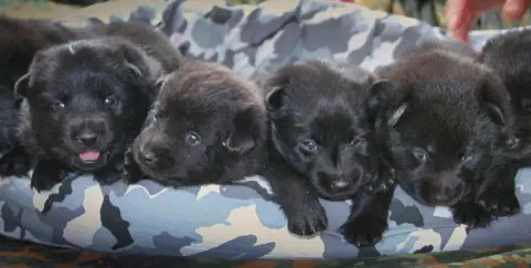 Bei uns fühlen sich alle Hunde wohl