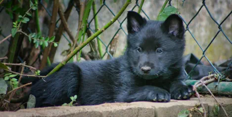 Hund geniesst den Urlaub in Brangs Hundeparadies Eifel
