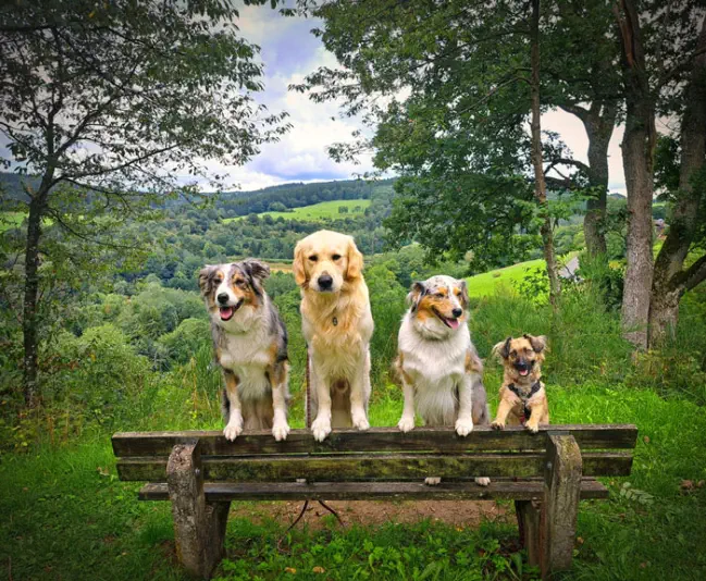 Hunde auf der Bank am Waldrand beim Gassigang im Hundeurlaub in Brangs Hundeparadies Eifel
