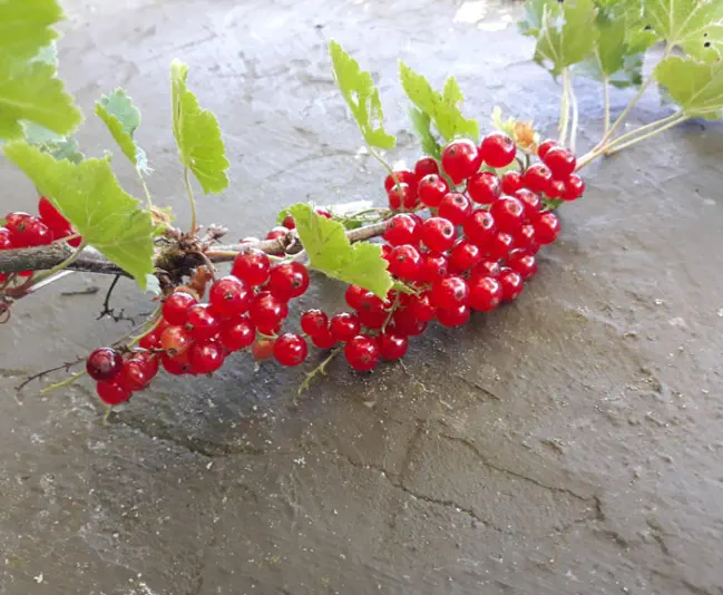 Johannisbeeren